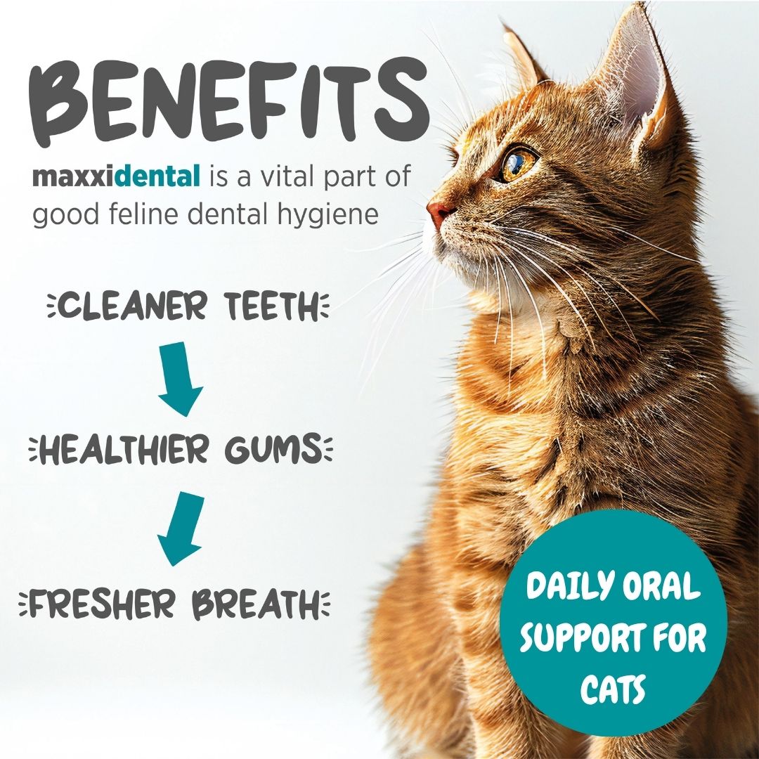 maxxidental for cats benefits